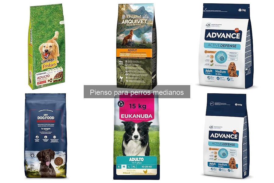 Comparativa: Pienso seco vs. húmedo para perros medianos