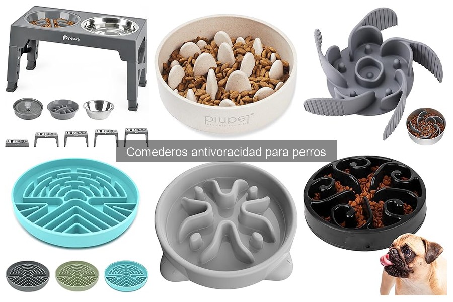 Consejos para usar un comedero antivoracidad para perros