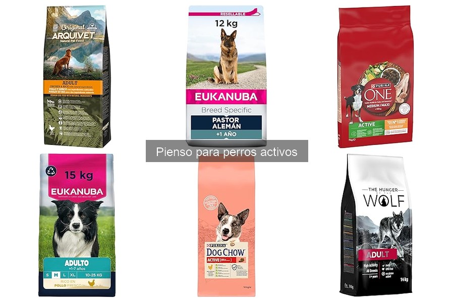 ¿Cuándo cambiar el pienso de un perro activo? Guía práctica