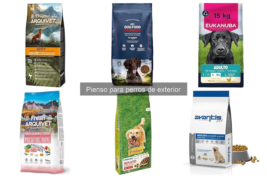 Cuándo y Cómo Cambiar el Pienso de un Perro de Exterior