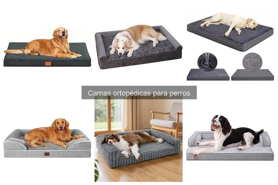 Dónde comprar camas ortopédicas para perros: precios y opciones