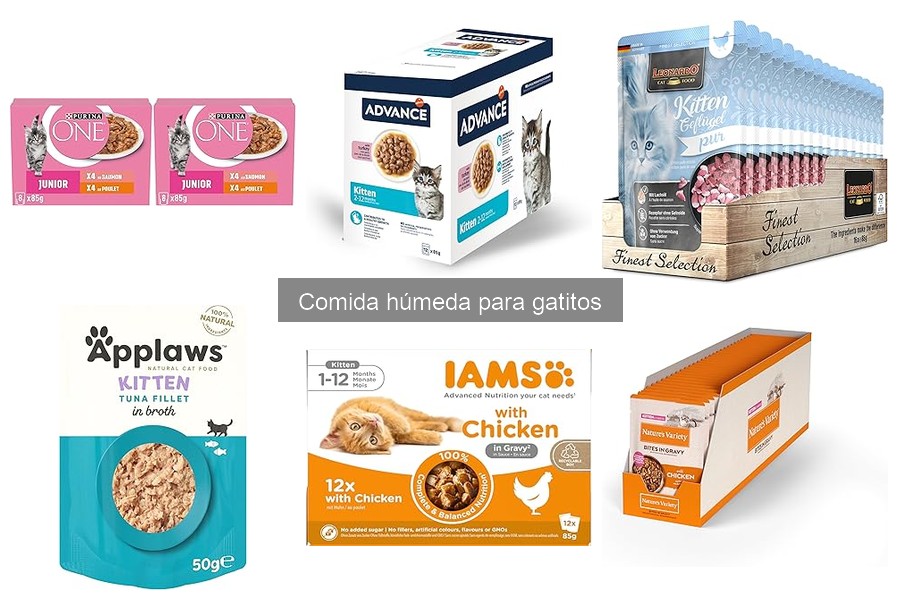 Dónde Comprar Comida Húmeda para Gatitos a Buen Precio