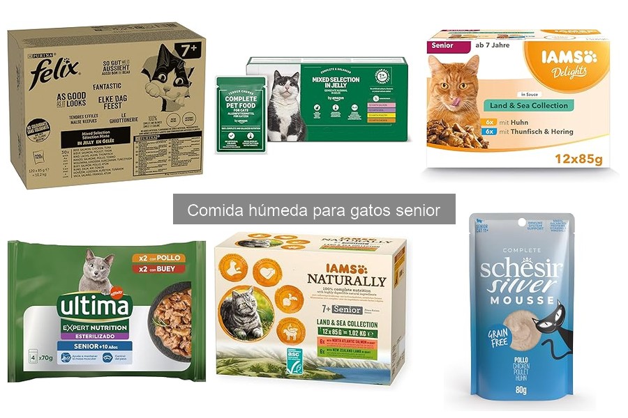 Efectos de la Comida Húmeda en la Salud Dental de Gatos Senior