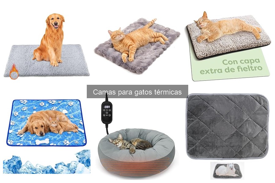 Efectos de la temperatura en la salud de los gatos