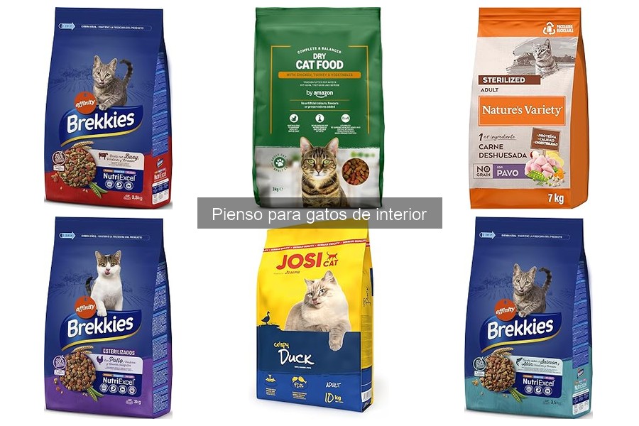 Errores Comunes al Alimentar a Gatos de Interior