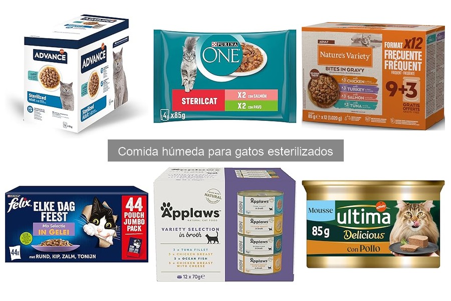 Errores comunes al alimentar a gatos esterilizados con comida húmeda