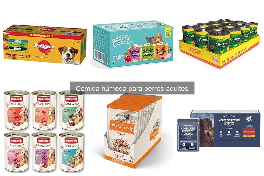 Errores comunes al alimentar a perros adultos con comida húmeda