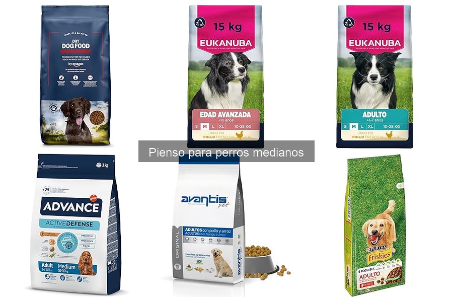 Errores comunes al alimentar a perros medianos con pienso