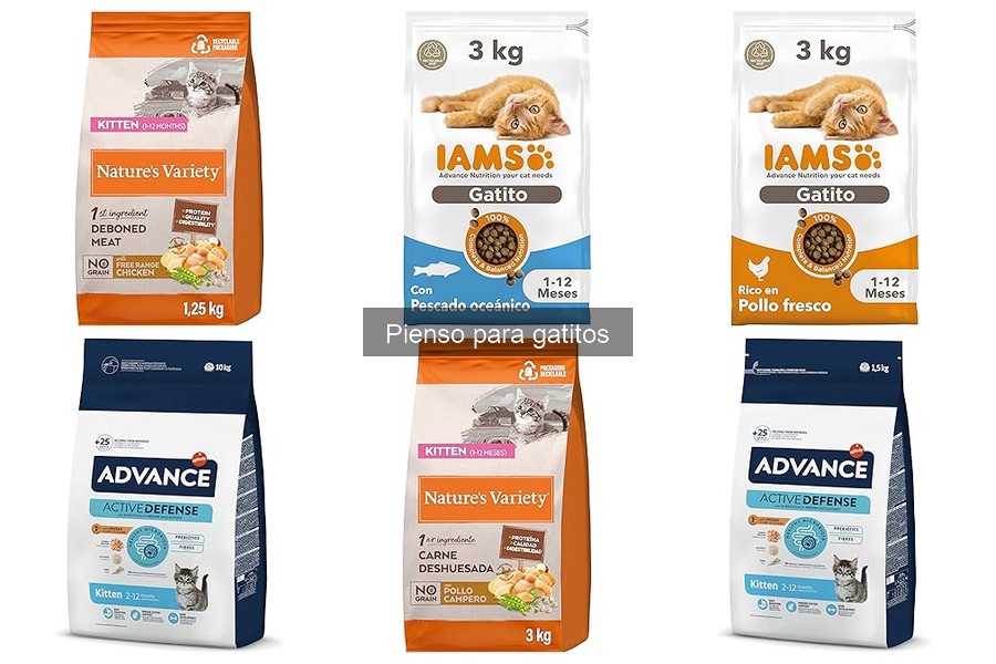 Errores comunes al alimentar a un gatito con pienso