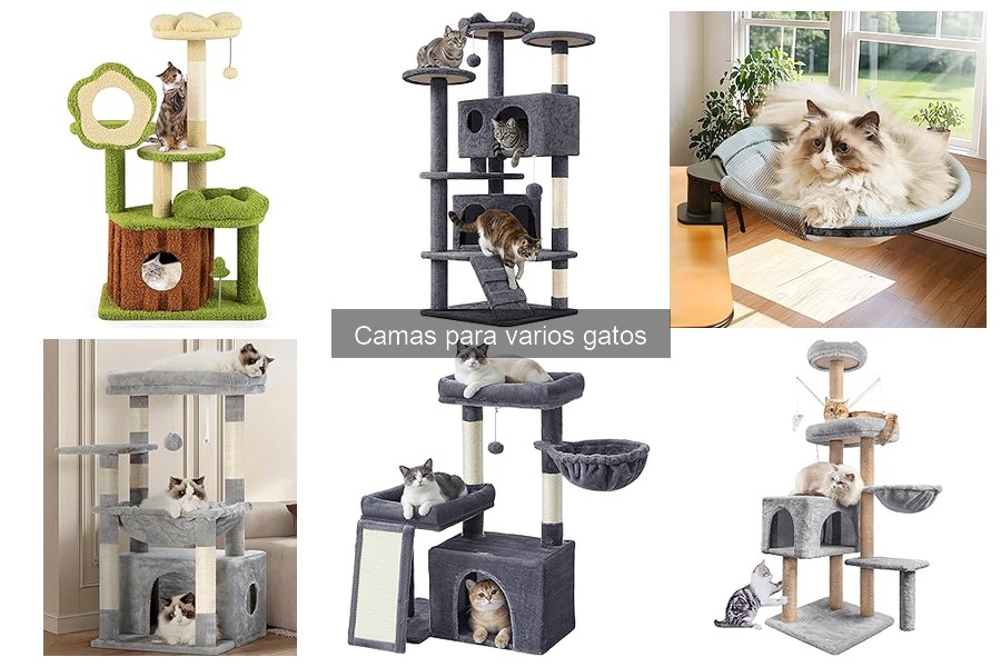 Errores comunes al elegir camas para gatos