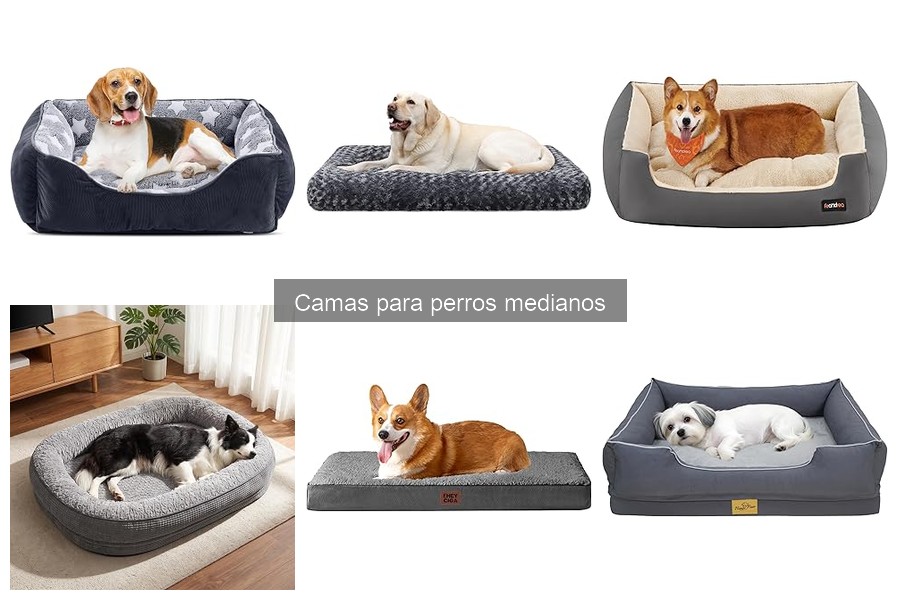 Errores comunes al elegir camas para perros medianos