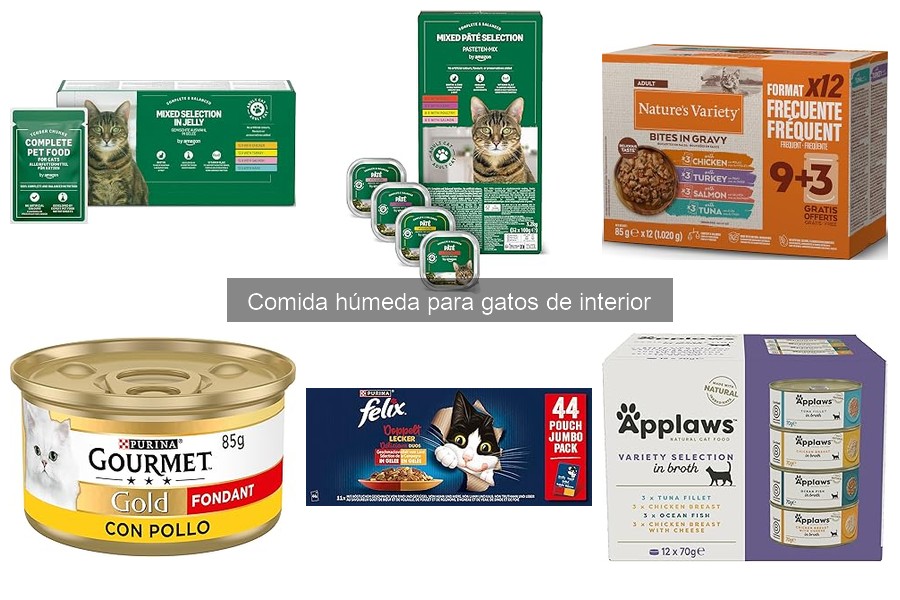 ¿Es buena la comida húmeda para gatos con problemas de salud?