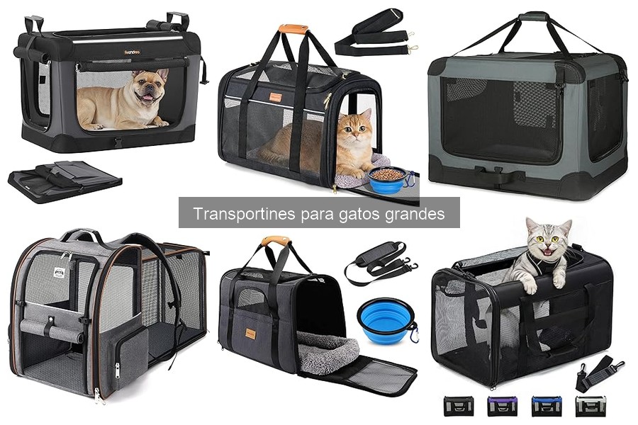 Guía de Compra de Transportines para Gatos Grandes