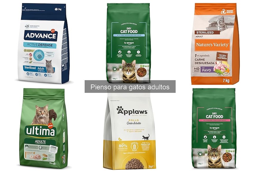 Ingredientes a evitar en el pienso para gatos adultos