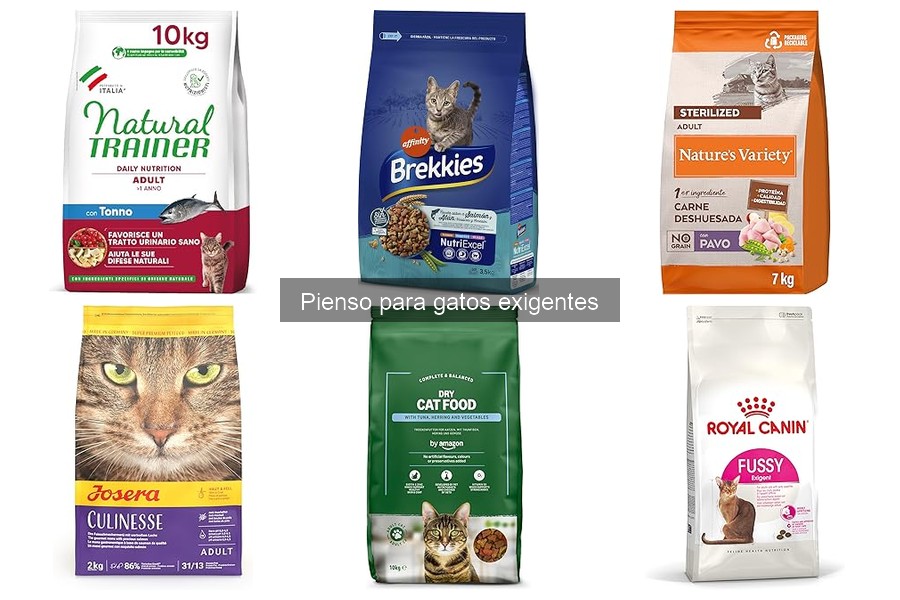 Ingredientes que debes evitar en el pienso para gatos exigentes