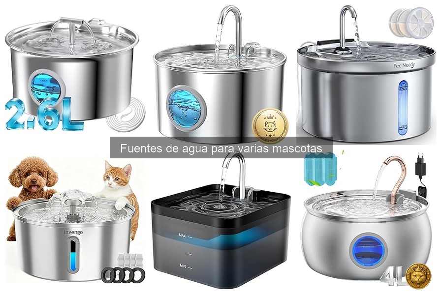 Mitos sobre fuentes de agua para mascotas: desmentidos