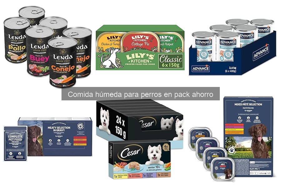 Mitos sobre la comida húmeda para perros: ¡desmientelos!