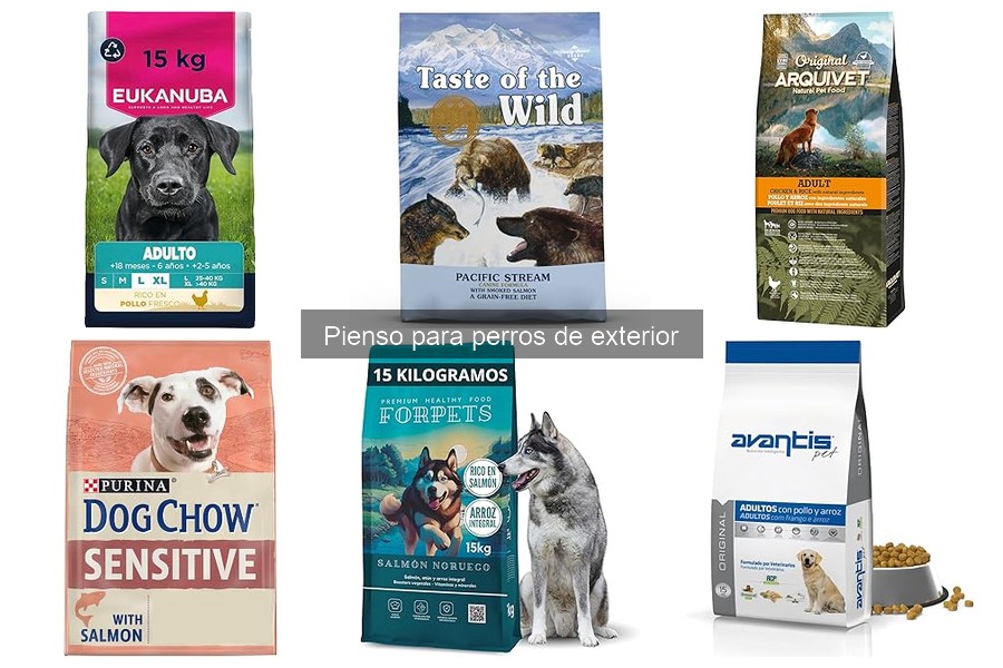 Nutrición adecuada para perros de exterior: guía práctica