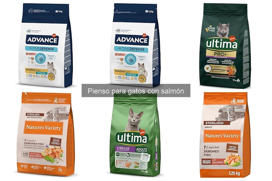 Pienso con salmón: ¿es adecuado para gatos ancianos?