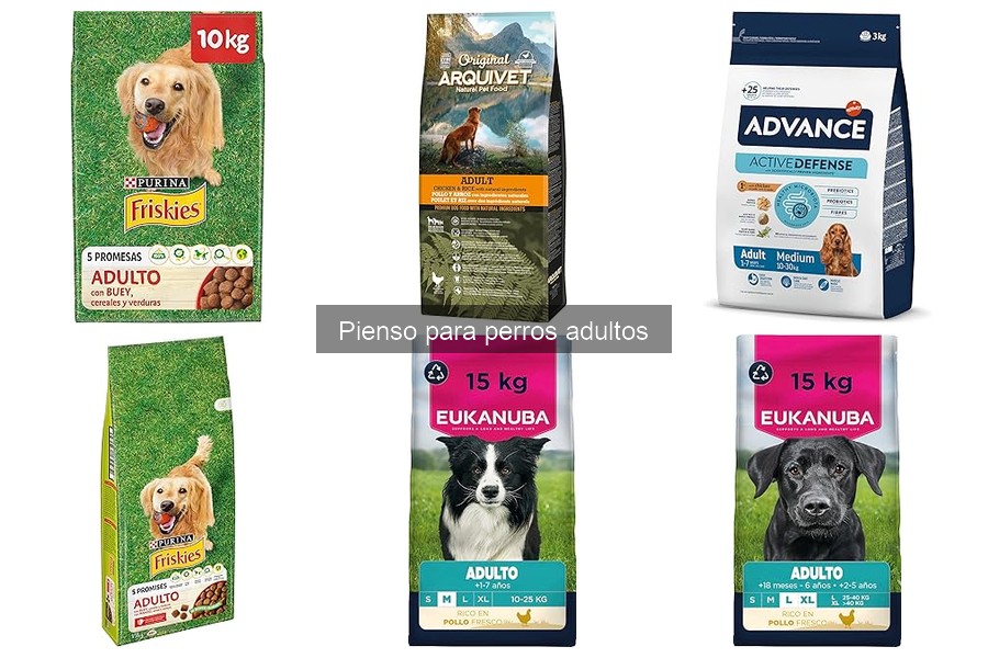 Piensos alternativos para perros adultos con sobrepeso