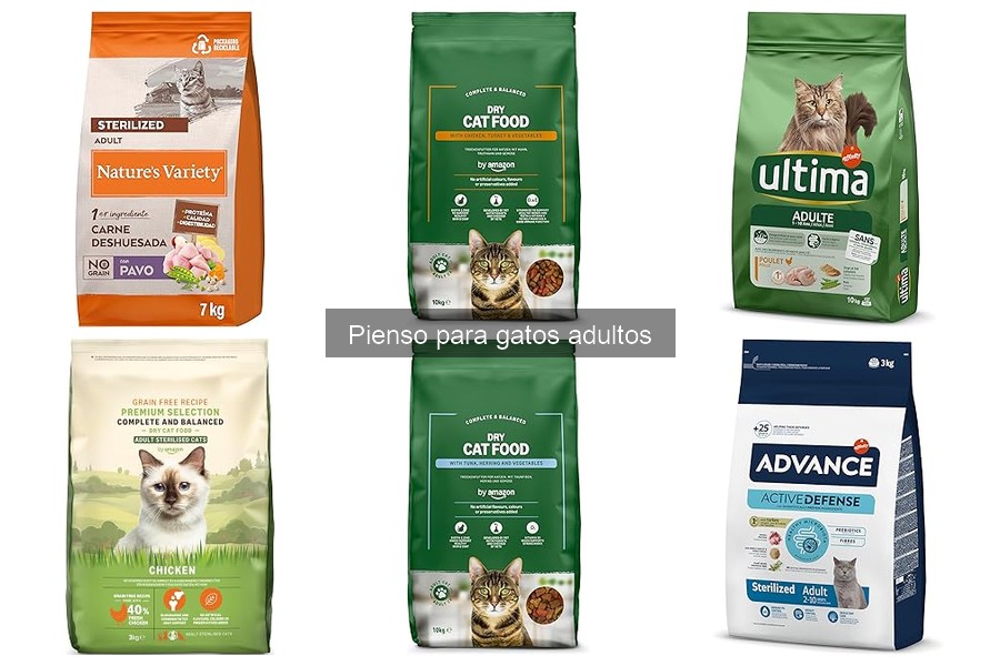 Piensos especiales para gatos adultos: salud y nutrición