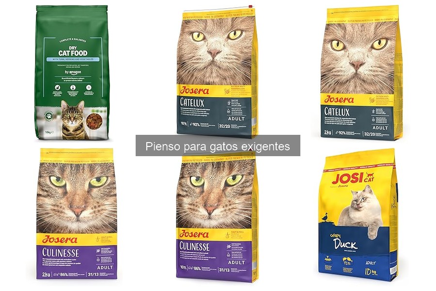 Piensos para gatos exigentes con problemas de salud