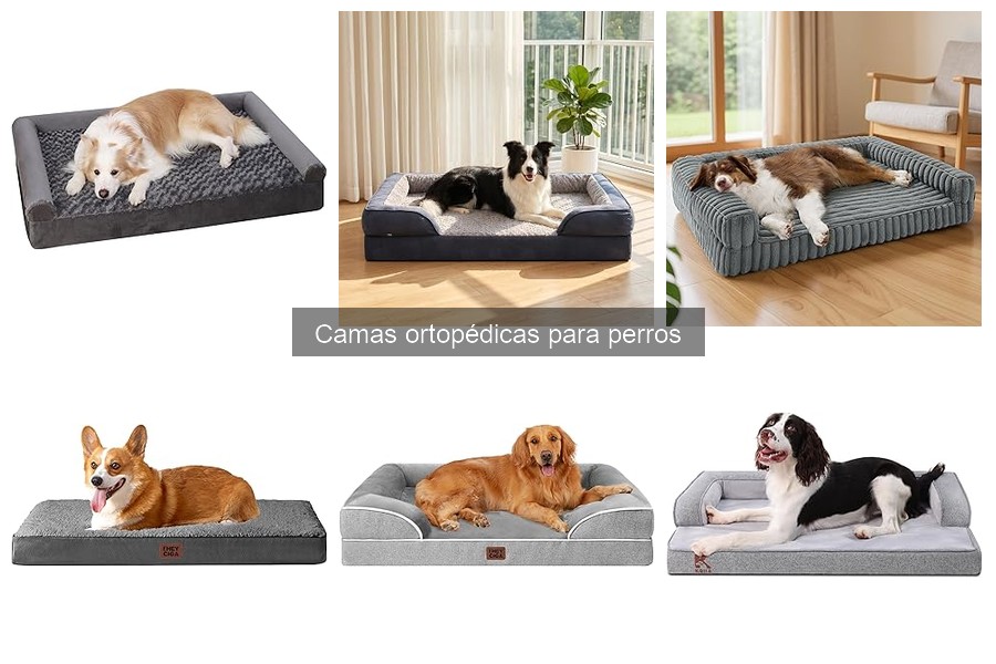 Precios de camas ortopédicas para perros: guías y ofertas