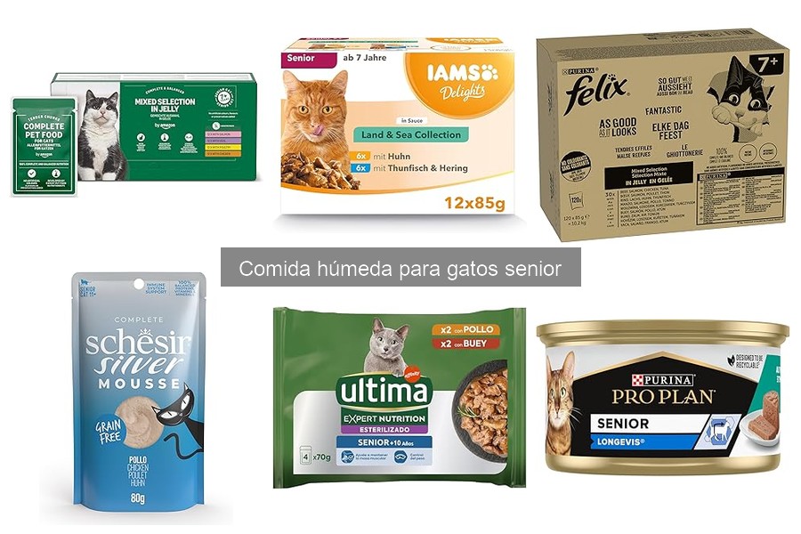 Problemas al alimentar a gatos senior con comida húmeda