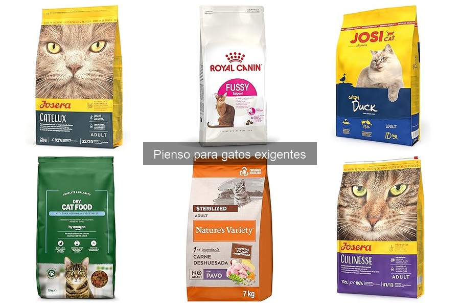 Problemas al Cambiar el Pienso para Gatos Exigentes