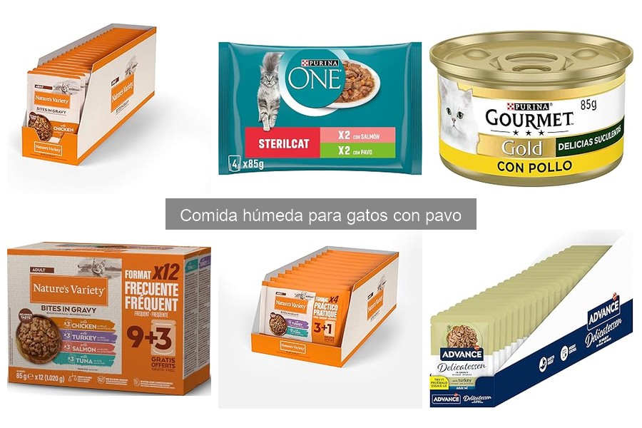 Problemas comunes al alimentar a gatos con comida húmeda