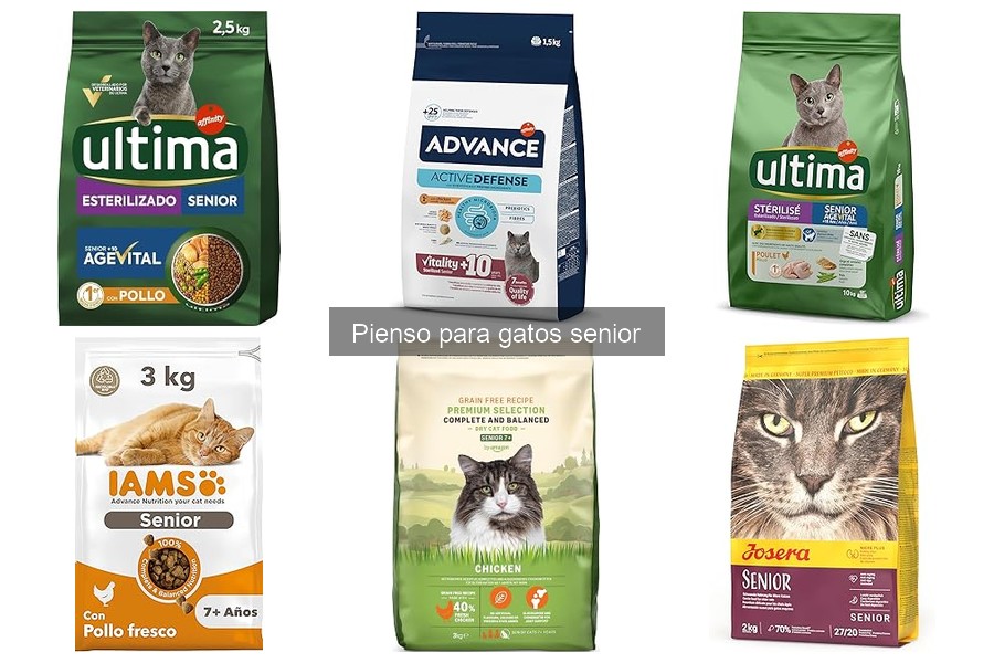 Problemas comunes al alimentar a gatos senior con pienso inadecuado