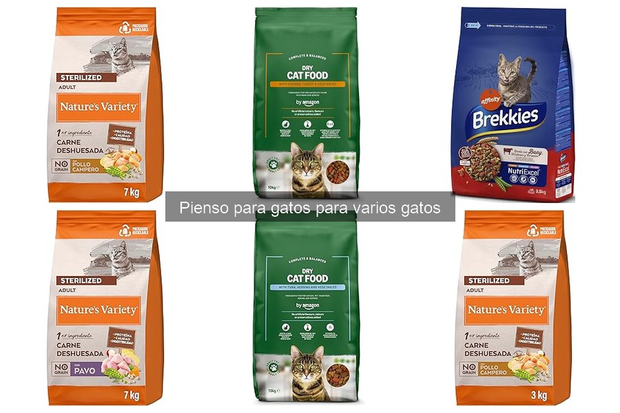 Problemas comunes al alimentar a varios gatos y soluciones