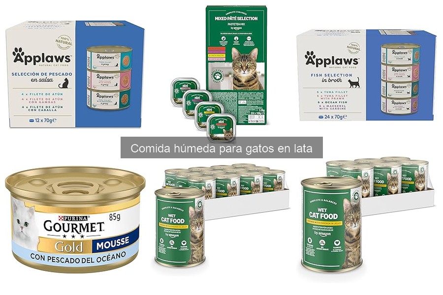 Problemas Comunes al Alimentar con Comida Húmeda para Gatos