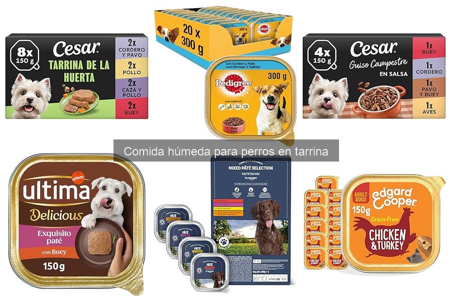 Problemas comunes al alimentar con comida húmeda para perros