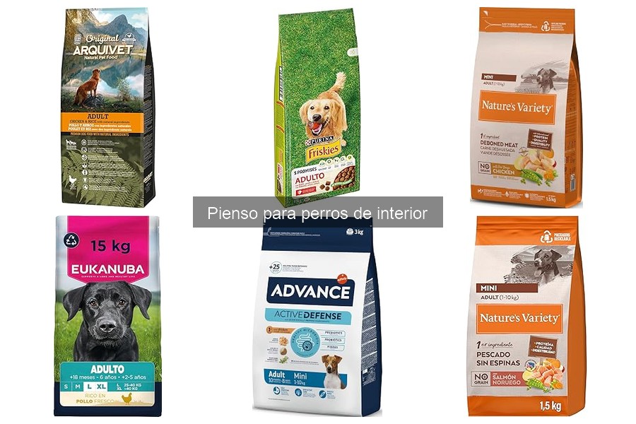 Problemas comunes al alimentar perros de interior con pienso