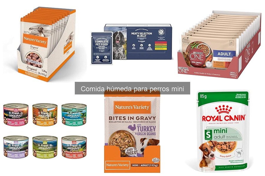 Problemas comunes al alimentar perros mini con comida húmeda