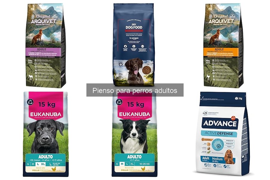Problemas Comunes al Cambiar el Pienso de Tu Perro Adulto