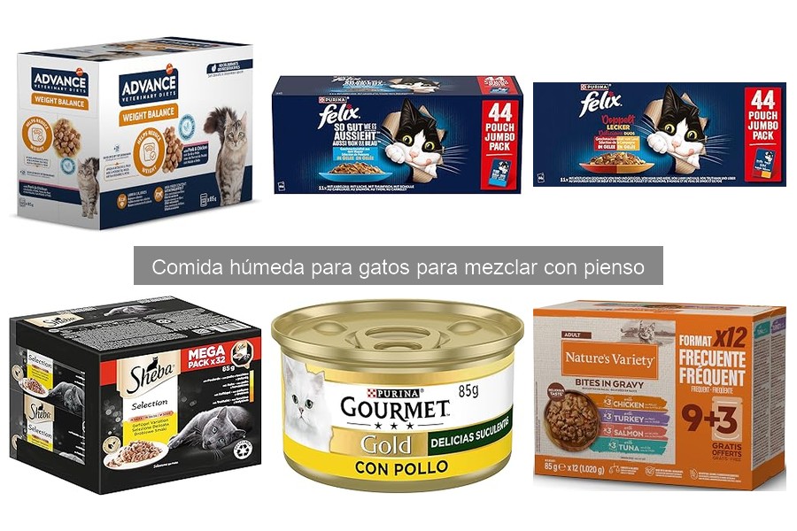 Problemas Comunes al Dar Comida Húmeda a Gatos