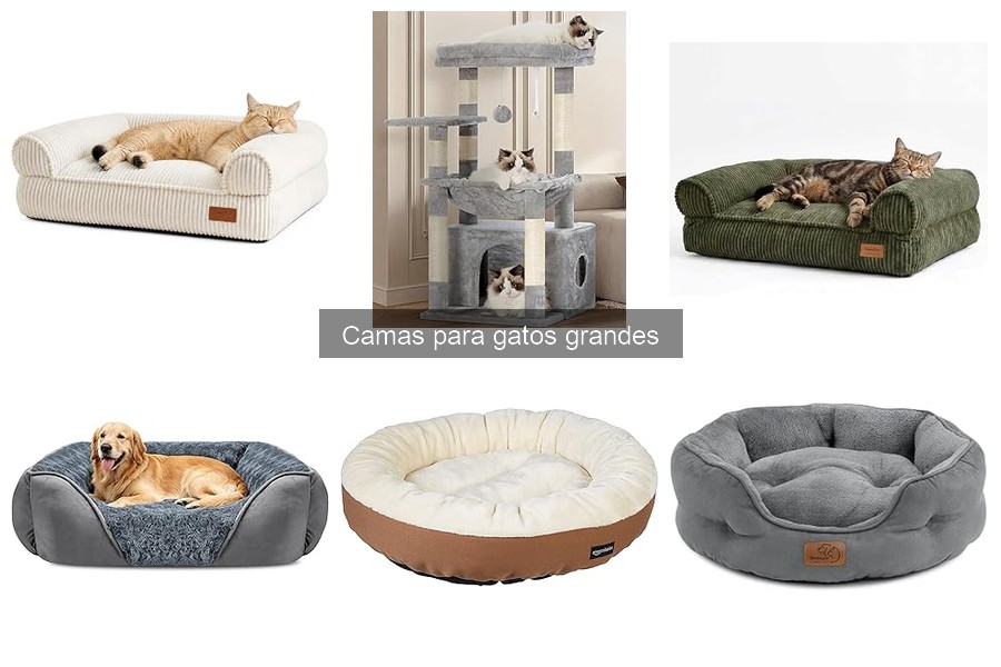 Problemas comunes al usar camas para gatos grandes