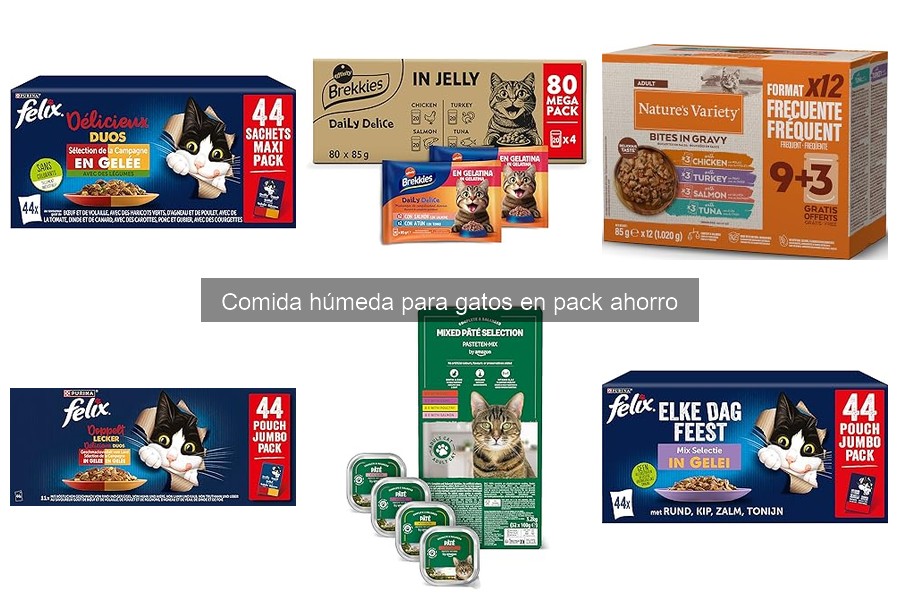 Problemas comunes al usar comida húmeda para gatos