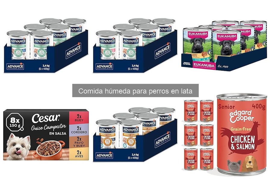 Problemas de salud por comida húmeda para perros en lata