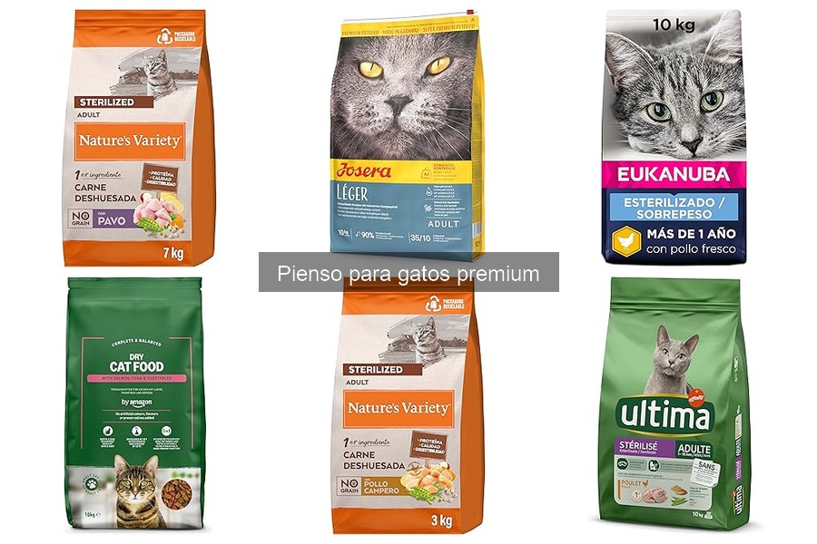 Problemas de salud por mal pienso para gatos: ¡Evítalos!