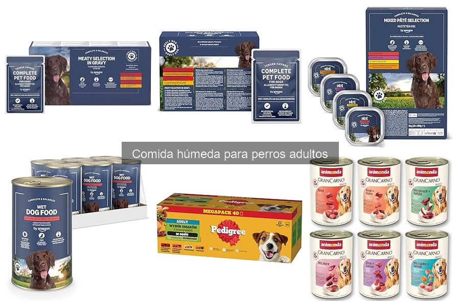 ¿Puede la comida húmeda reemplazar la seca para perros?