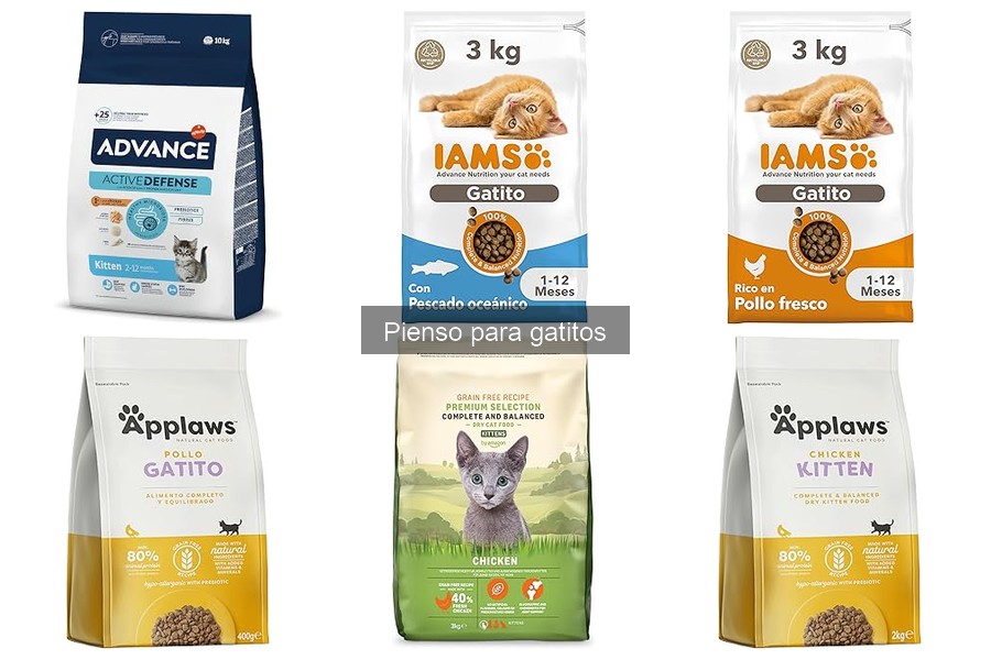 ¿Qué es el pienso para gatitos? Importancia y Mejores Opciones