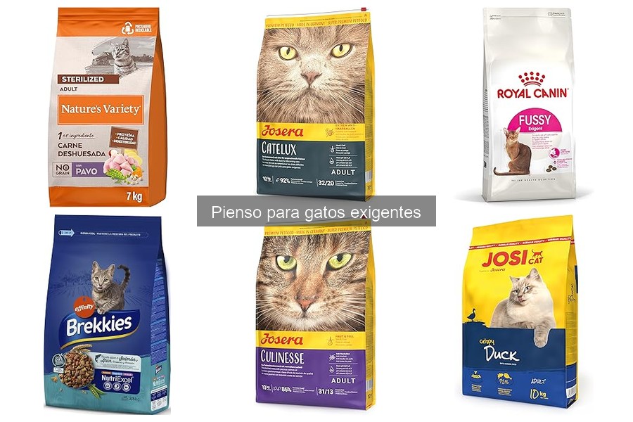 ¿Qué es el pienso para gatos exigentes? Características y beneficios