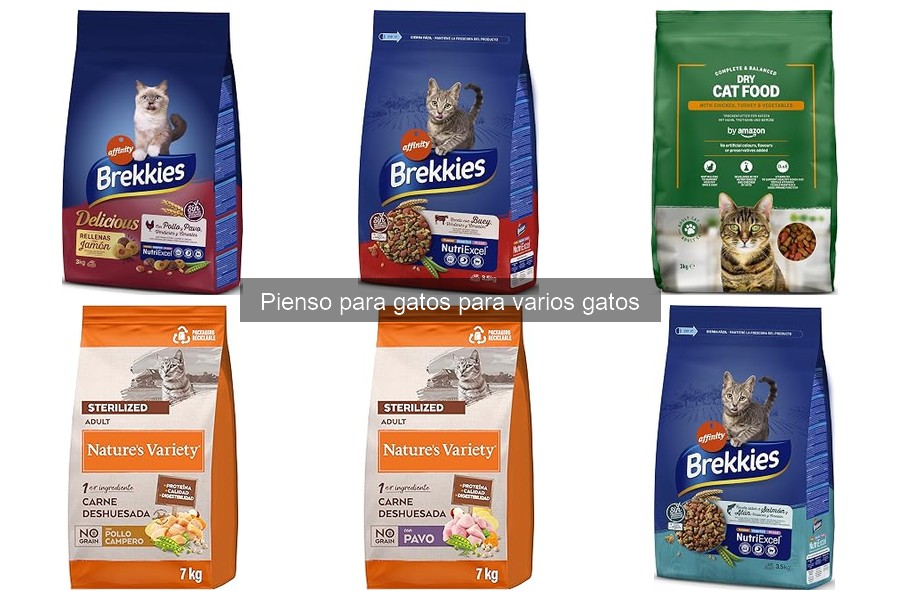 ¿Qué es el pienso para gatos? Guía para dueños de múltiples gatos