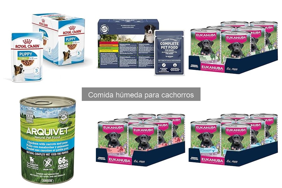 ¿Qué es la comida húmeda para cachorros? Beneficios y más