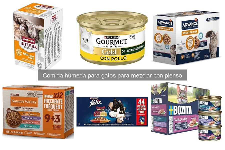 ¿Qué es la comida húmeda para gatos? Beneficios y componentes