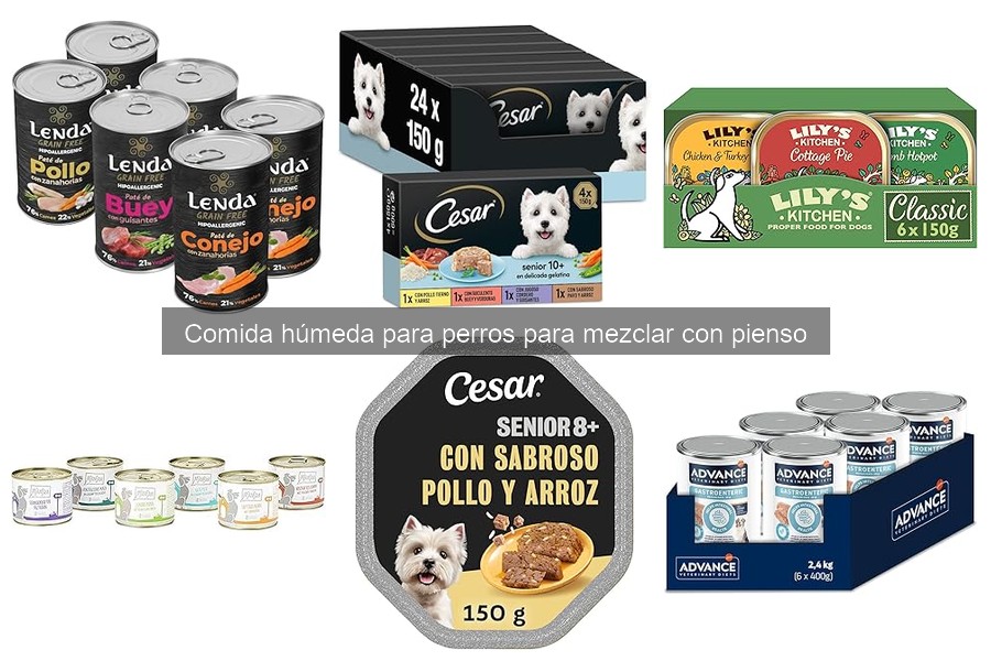 ¿Qué es la comida húmeda para perros? Beneficios y características