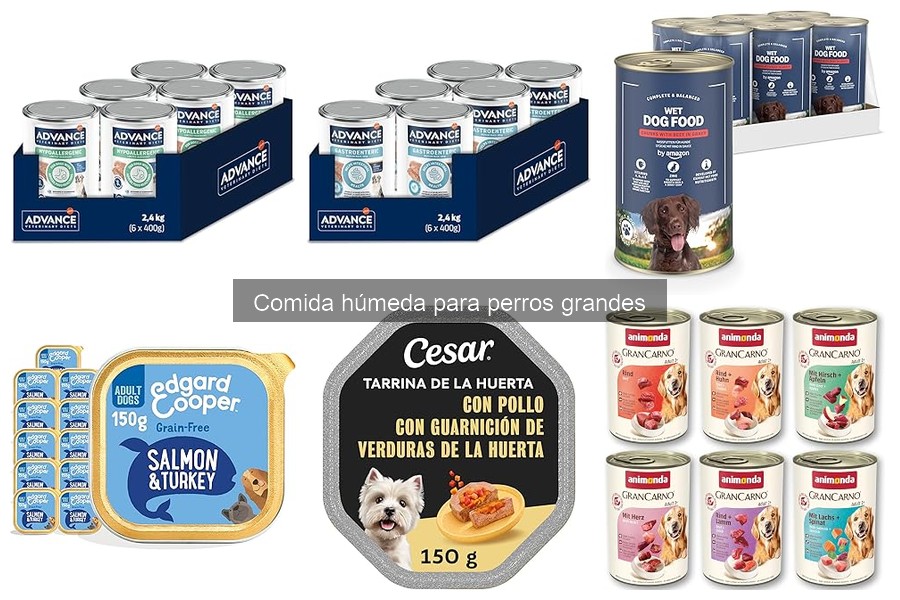 ¿Qué es la comida húmeda para perros grandes? Beneficios y características